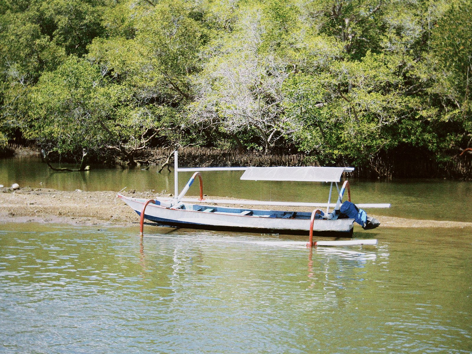 Mangrove Planting