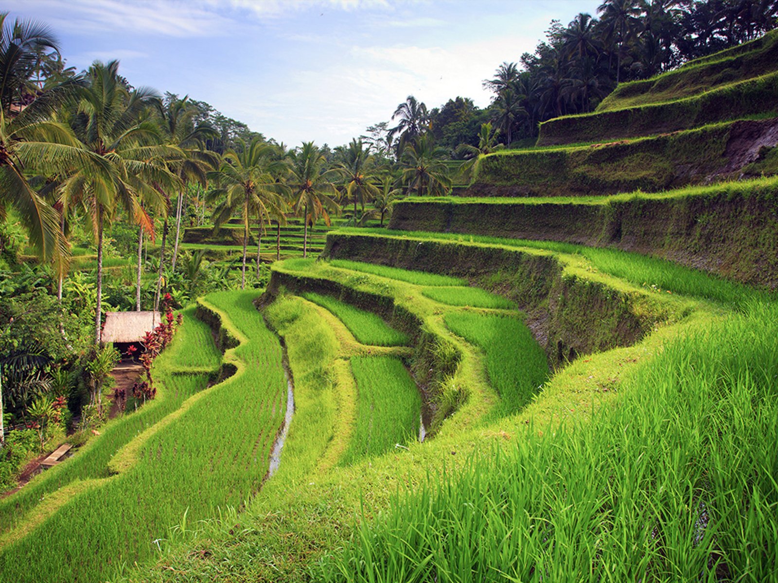 Tegallalang Rice Terraces