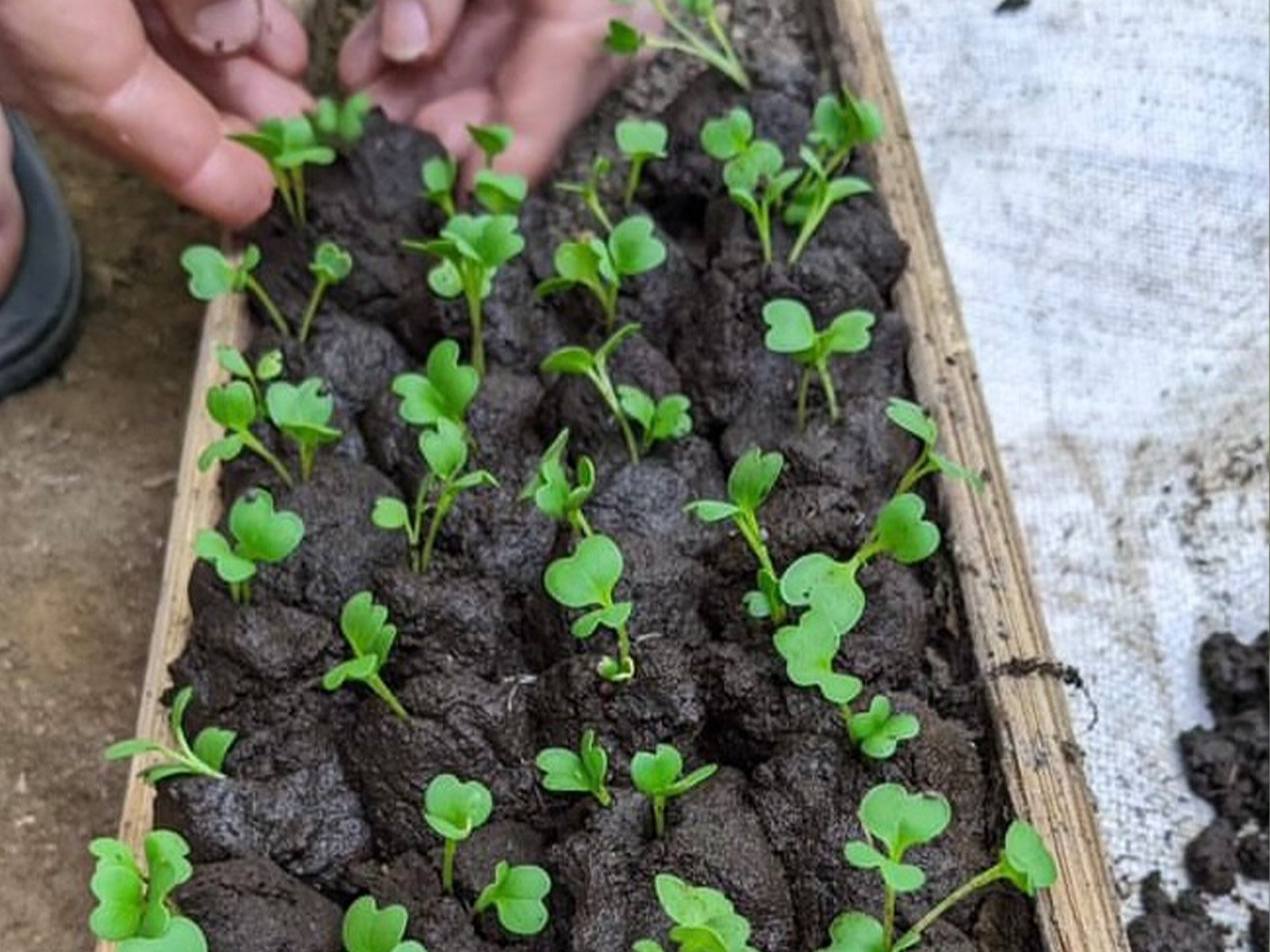 Organic Farm Tour